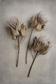 Everlasting - 2x Large Art prints, set 5