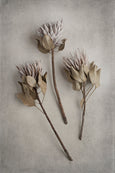 Everlasting - 2x Large Art prints, set 4