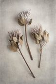 Everlasting - 2x Large Art prints, set 1