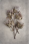 Everlasting - 2x Large Art prints, set 1
