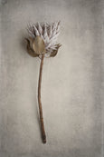 Everlasting - 2x Large Art prints, set 2