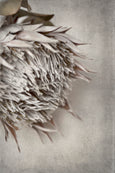 Everlasting - 2x Large Art prints, set 3