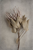 Everlasting - 2x Large Art prints, set 2