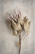 Everlasting - 2x Large Art prints, set 3