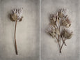 Everlasting - 6x A2 Art prints