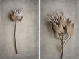Everlasting - 2x Large Art prints, set 2