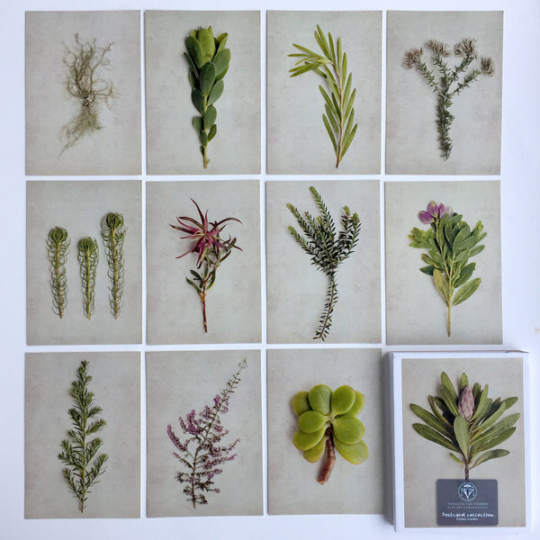 Postcard Collections - Fynbos Garden