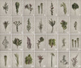 Fynbos Garden - 4x A4 Art prints