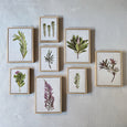 Fynbos Garden Gallery Wall - 8x Art prints, set 1