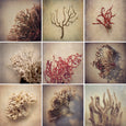 Gifts of the Sea - 9x Square Art prints