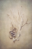 Gifts of the Sea - 4x Large Art prints