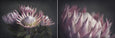 King on Gray - 2x Large Art prints (L)