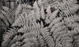 Mono Ferns&Trees - 2x Large Art prints