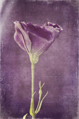 Purple Floral - 2x Large Art prints
