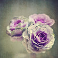 Cabbage flower - 2x Large Art prints