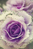 Cabbage flower - 2x Large Art prints