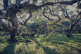 Forest of Magic - 2x Large Art prints