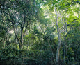 Crazy Forest - 2x Large Art prints