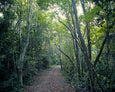 Crazy Forest - 2x Large Art prints