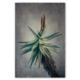 Aloe 1