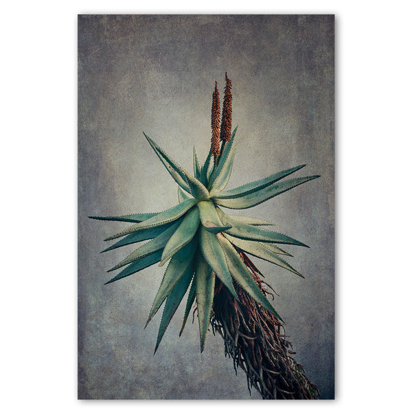 Aloes - 2x Large Art Prints – Natascha van Niekerk Fine Art Photography
