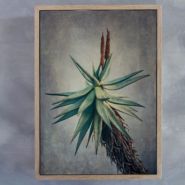 van Art - Large – Fine Natascha Prints Aloes Niekerk Art 2x Photography