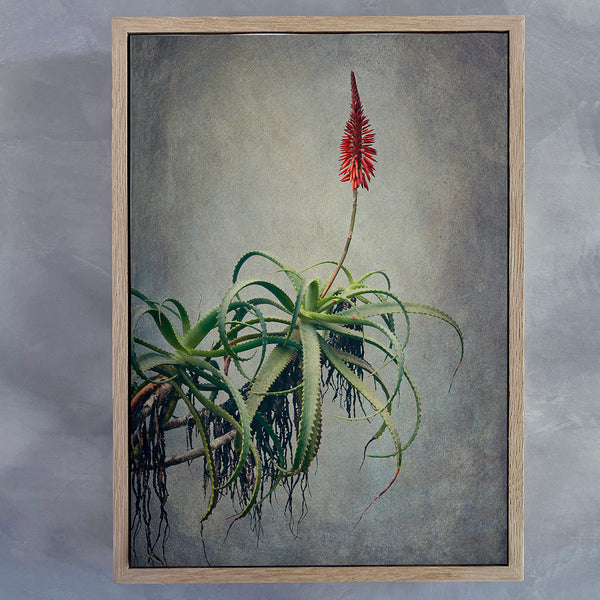 Aloe 2 – Natascha van Niekerk Fine Art Photography