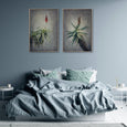 Aloe 1