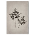 Art Forms in Nature 1