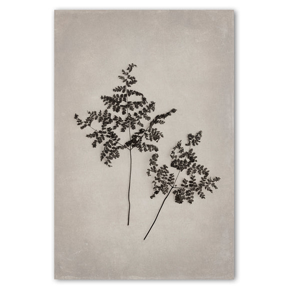 Art Forms in Nature 1