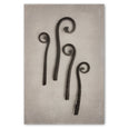 Art Forms in Nature 2