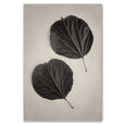 Art Forms in Nature 3