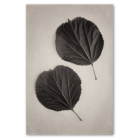 Art Forms in Nature 3