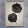Art Forms in Nature - 1x Large Art print