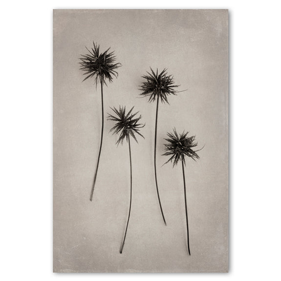 Art Forms in Nature 4