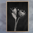 Black and White Proteas - 1x Large Art print
