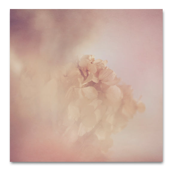 Blush Dreams - Hydrangea 1