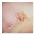 Blush Dreams - Hydrangea 2