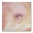 Blush Dreams - Hydrangea 3