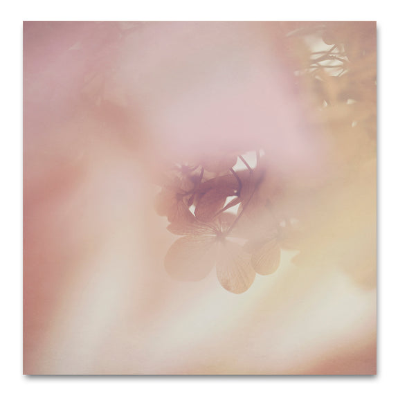 Blush Dreams - Hydrangea 3