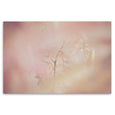 Blush Dreams 10