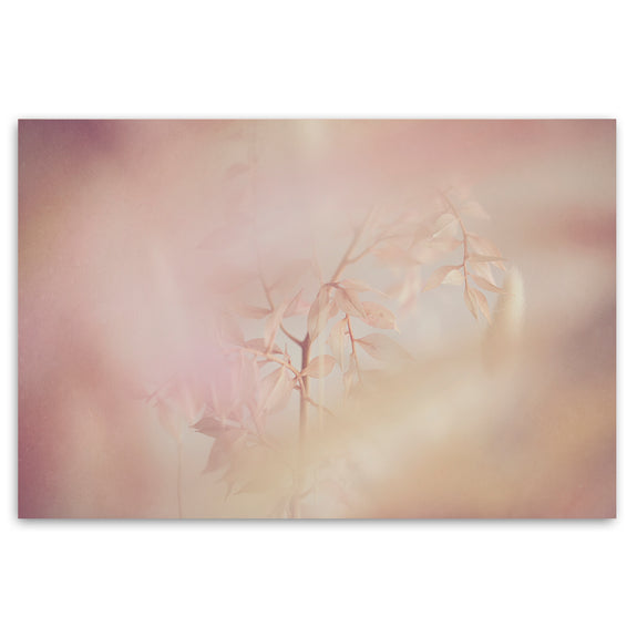 Blush Dreams 10