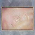 Blush Dreams 10