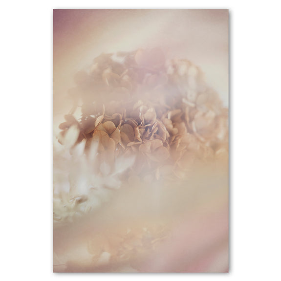 Blush Dreams 1