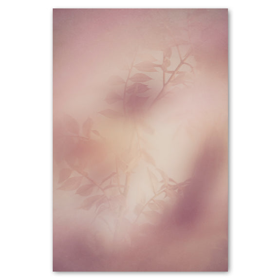 Blush Dreams 3