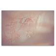 Blush Dreams 8