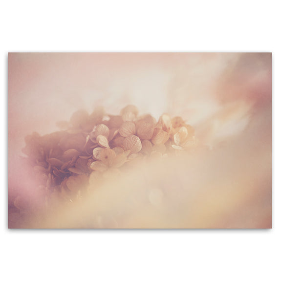 Blush Dreams 9