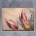 Blushing Brides - 2x Large Art prints (L)