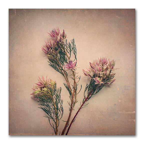 Blushing Brides Square 1