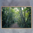 Crazy Forest - 2x Large Art prints